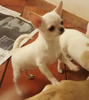 Dog Photo