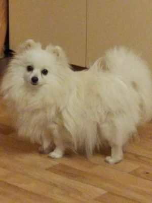 Dog Photo