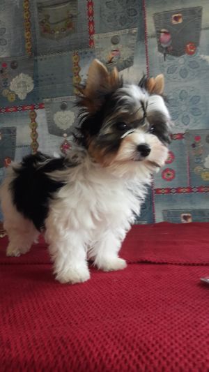 CELESTIAL STAR LORENZO