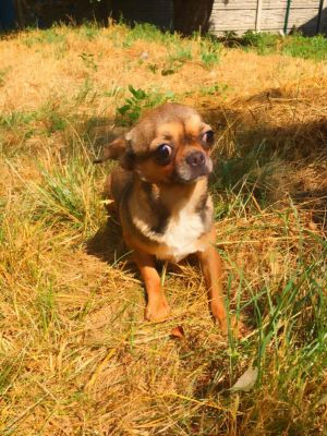 Dog Photo