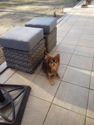 Dog Photo