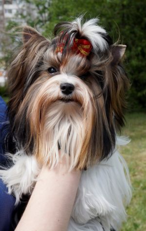 Dog Photo