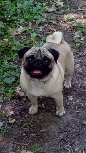 Dog Photo