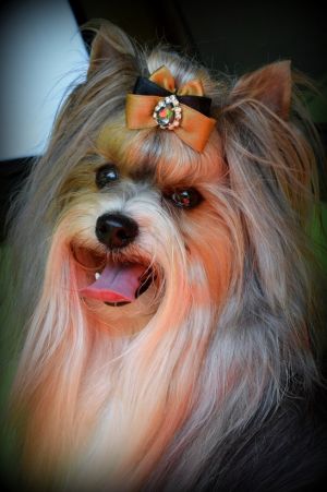 Dog Photo