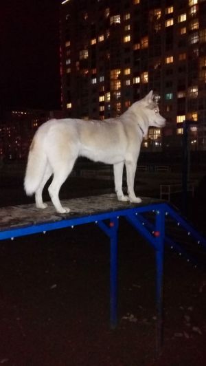 Dog Photo