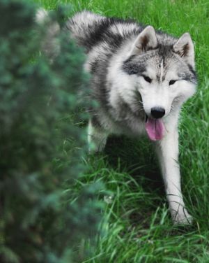 Dog Photo