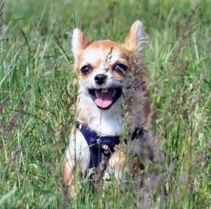 Dog Photo