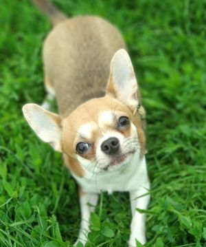 Dog Photo