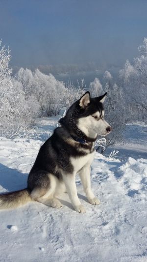 Dog Photo