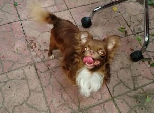 Dog Photo