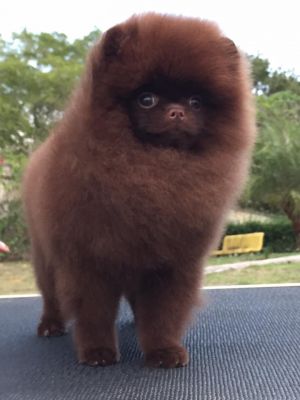 Dog Photo