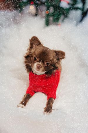 Dog Photo