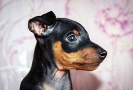 Dog Photo