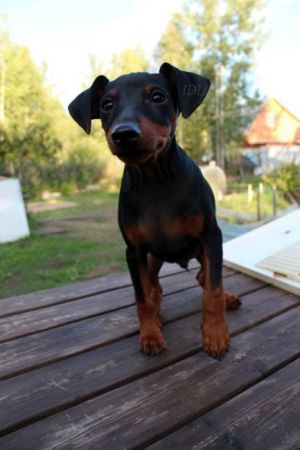 Dog Photo
