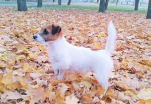 Dog Photo