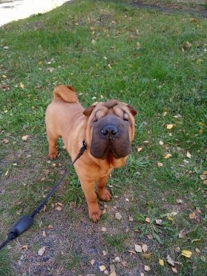 Dog Photo