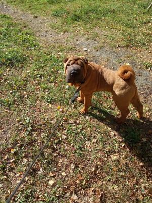 Dog Photo