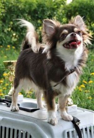 Dog Photo