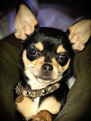 Dog Photo