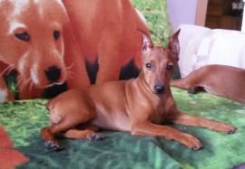 Dog Photo