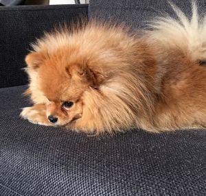 Dog Photo