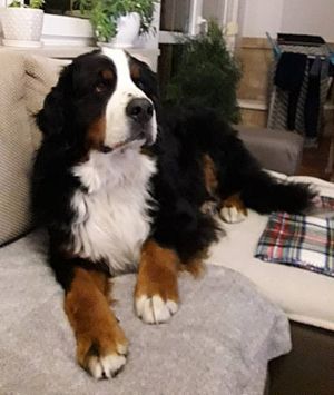 Dog Photo