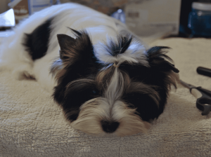Dog Photo
