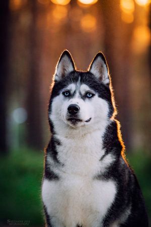 Dog Photo