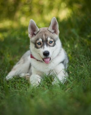 Dog Photo