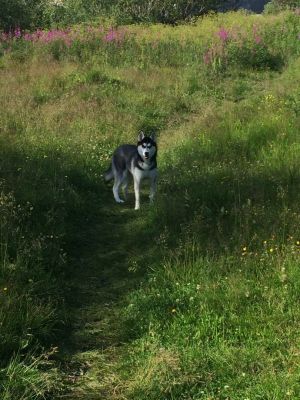 Dog Photo