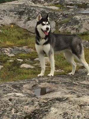 Dog Photo