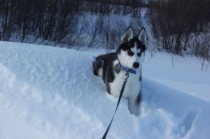 Dog Photo