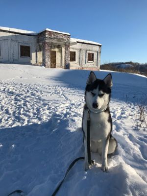 Dog Photo