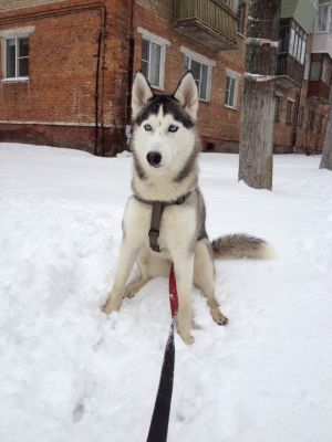 Dog Photo
