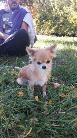 Dog Photo