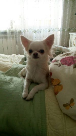 Dog Photo