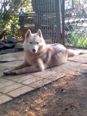 Dog Photo