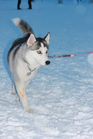 Dog Photo