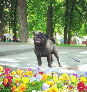 Dog Photo