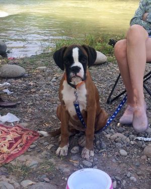 Dog Photo