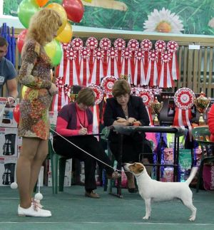 Dog Photo