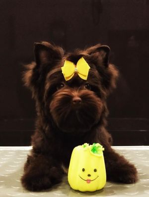 Dog Photo