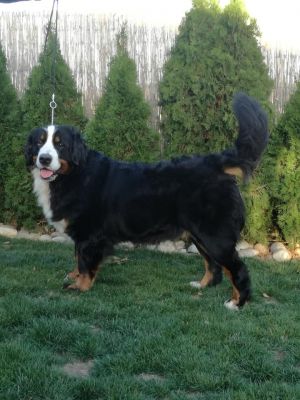 Dog Photo