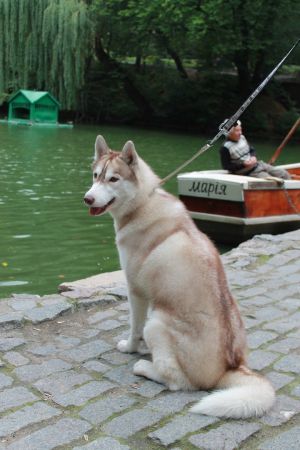 Dog Photo