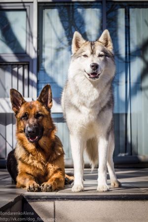 Dog Photo