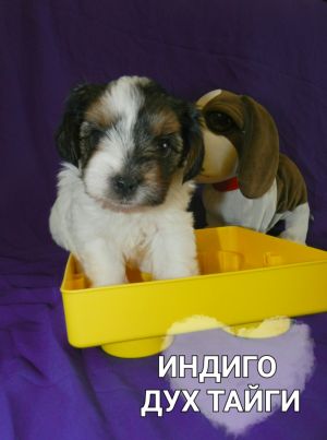 Dog Photo