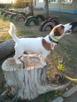 Dog Photo
