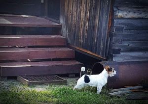 Dog Photo