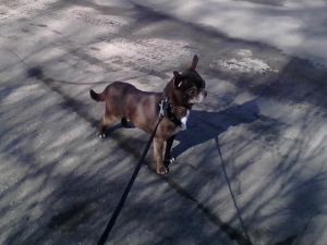 Dog Photo