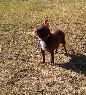 Dog Photo